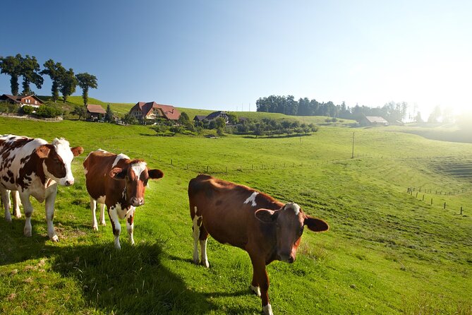 Bern Small-Group Day Trip from Zurich Including Cheese Tasting - Who should book this, and who should skip it
