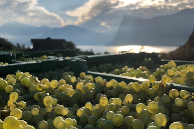 Cheese, Chocolate and Wine in the Bern Region from Luzern - A Food-First Day Trip from Lucerne to the Bern Region