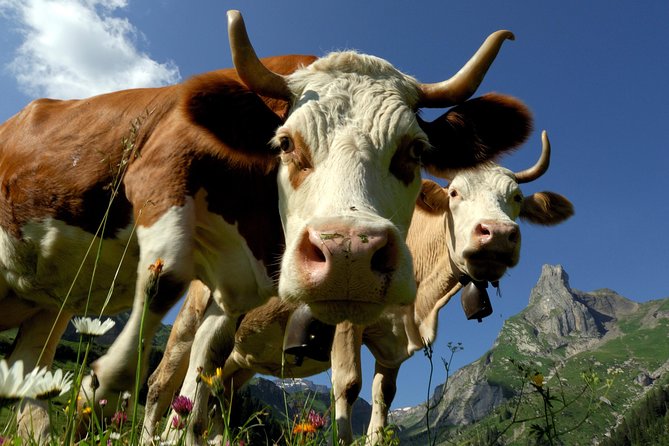 Eiger and Jungfrau Panorama Day Trip from Lucerne - The Jungfraujoch Upgrade Question: What You’re Actually Paying For