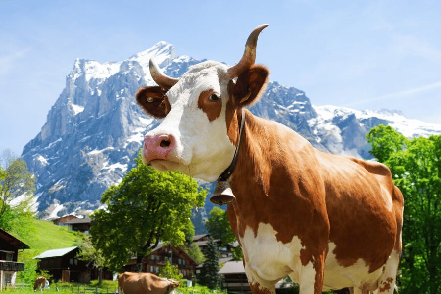 From Zurich: Chocolate and Cheese Tour in Appenzell - Key Highlights You’ll Actually Feel