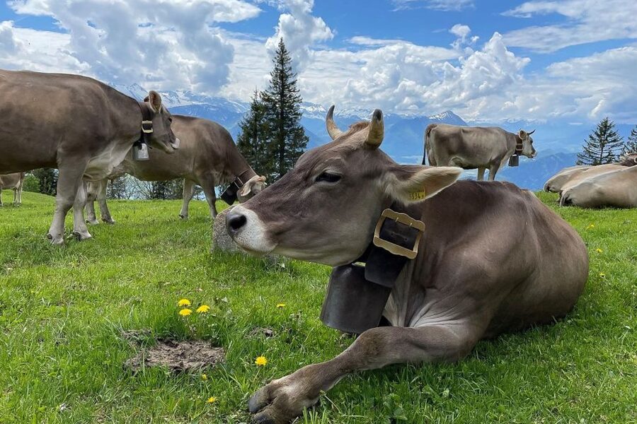 From Zurich: Day Trip to Rigi and Lake Lucerne - Zurich to Weggis by Coach: The Time You’re Buying