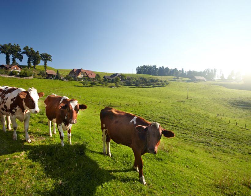 From Zurich/Lucerne: Berne Capital and Countryside Day-Trip - Price and value from Zurich or Lucerne