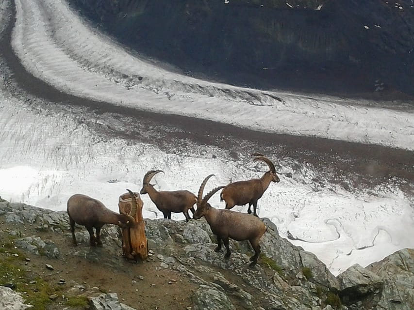 From Zürich: Small Group Tour to Zermatt and Mt. Gornergrat - Summit at Gornergrat: glacier world and Matterhorn angles