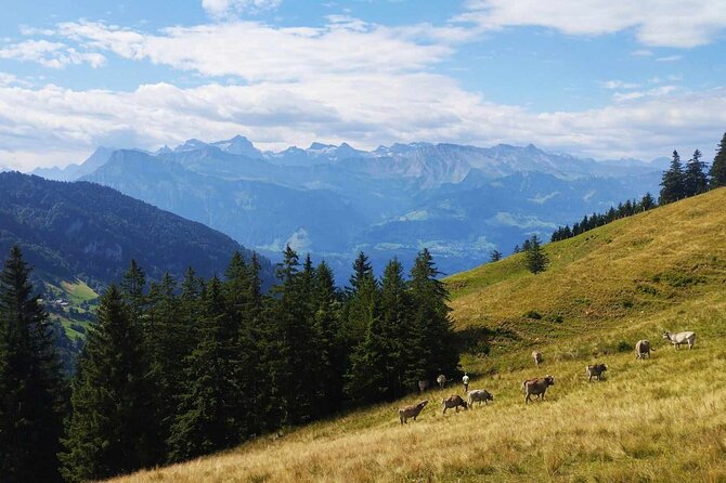 Full-Day Hiking Swiss Alps and Lake swim with Pick-up - Lake Lucerne swim time: when you get it, and what happens if you do not