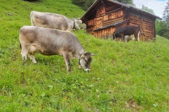 Grindelwald, Lauterbrunnen Lungern Interlaken Semi-Private - Stop 4: Grindelwald (About 2 Hours) and the Eiger North Face Area