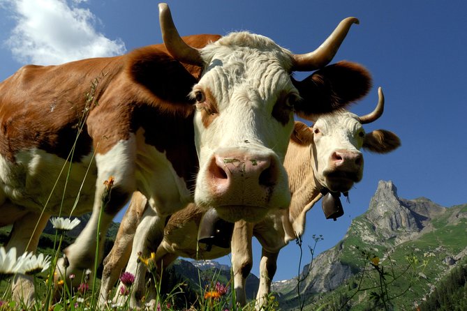 Interlaken and Grindelwald Day Trip from Lucerne - Why this day trip works so well from Lucerne
