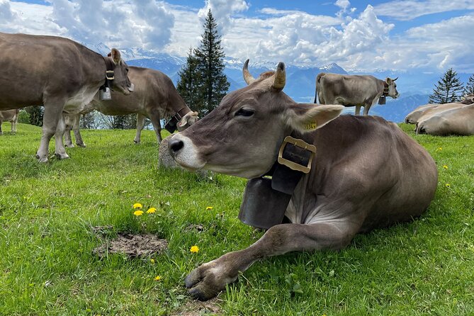 Mt Rigi and Lucerne Day Trip from Zurich With Boat Ride - Mount Rigi time: how to make 1 to 2.5 hours feel like more