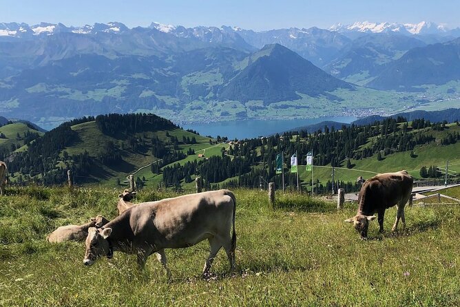 Private Guided Hike on Mt. Rigi with Farm Visit and BBQ - Getting back to Lucerne by boat: the calm ending you’ll remember