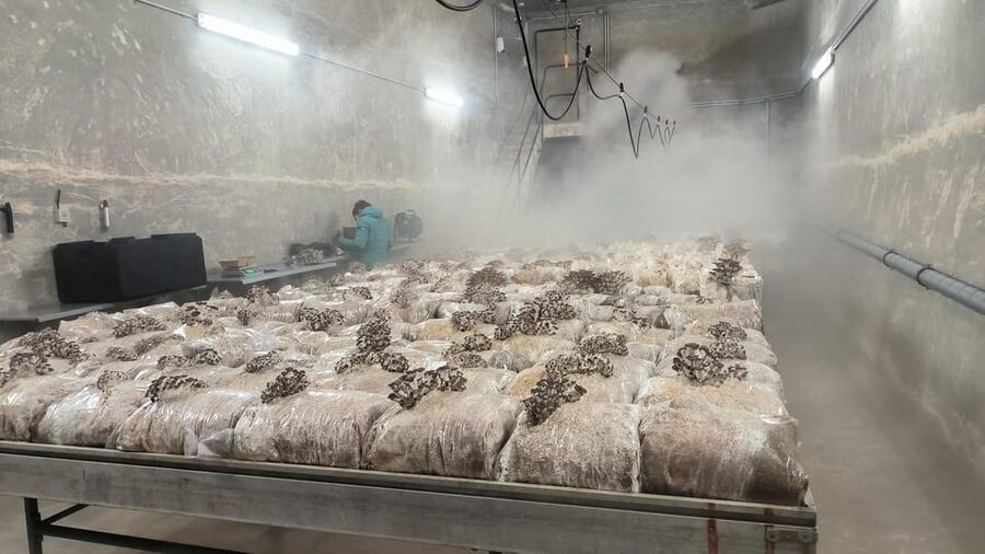 Zurich's best-kept secret: the hidden world of mushrooms! - Key things that make this tour worth your time