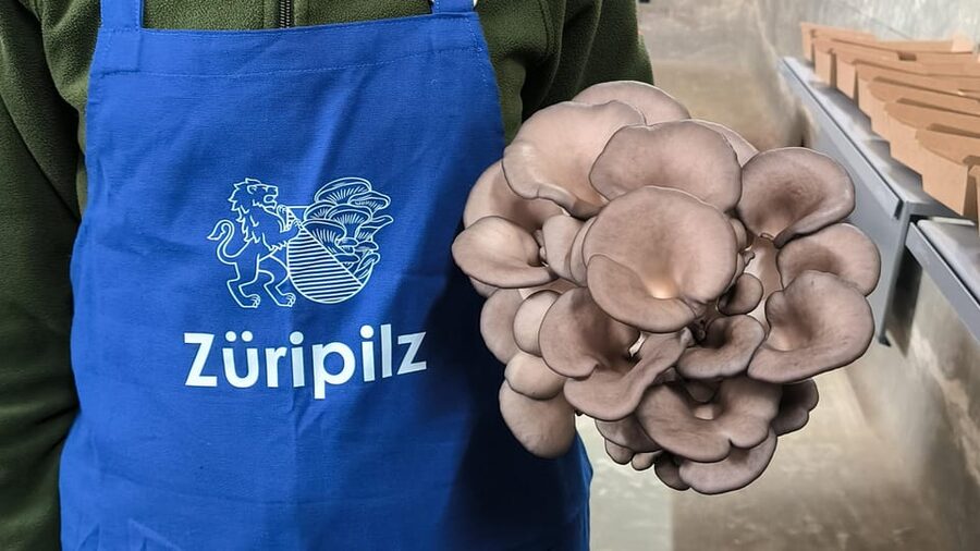 Zurich's best-kept secret: the hidden world of mushrooms! - Zurich’s Disused Water Reservoir: How the Tour Starts