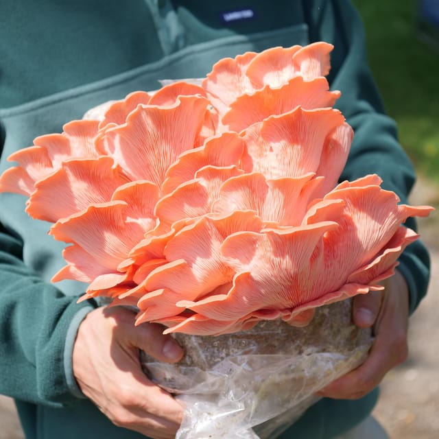 Zurich's best-kept secret: the hidden world of mushrooms! - Organic-Certified Urban Farming: Sustainability You Can Explain at Dinner