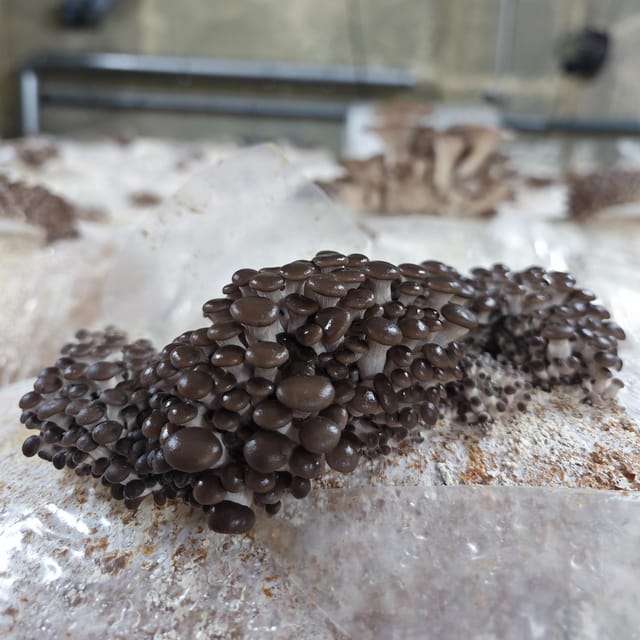 Zurich's best-kept secret: the hidden world of mushrooms! - Who This Tour Is Best For (and Who Might Skip It)