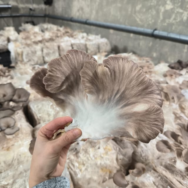 Zurich's best-kept secret: the hidden world of mushrooms! - Should You Book the Züripilz Mushroom Tour?