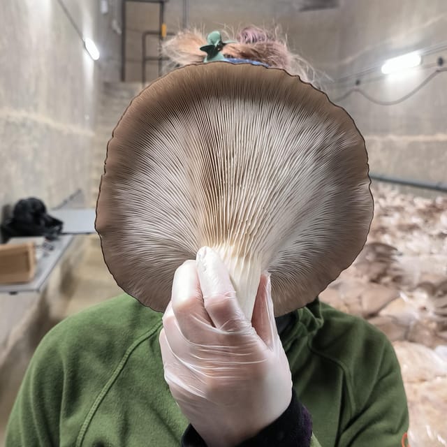Zurich's best-kept secret: the hidden world of mushrooms! - From Substrate to Harvest: What You’ll Learn (and Why It Clicks)